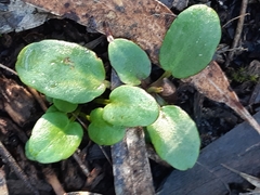 Ornduffia reniformis