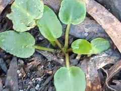 Ornduffia reniformis