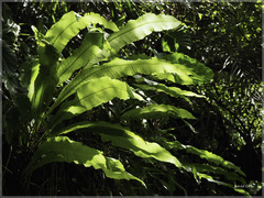 Microsorum membranaceum