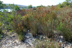 Thamnochortus fraternus