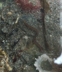 Pholis gunnellus