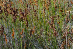 Thamnochortus fraternus