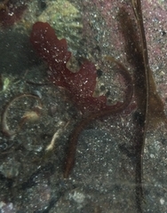 Pholis gunnellus