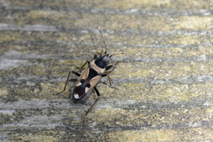 Raglius confusus