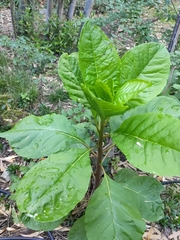Phytolacca americana