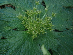 Arctopus echinatus