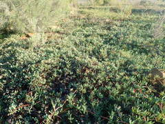 Lampranthus debilis