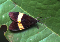 Lepidoptera