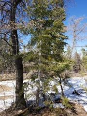 Phoradendron pauciflorum