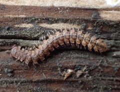 Harpogonopus confluentus