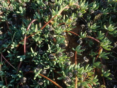 Lampranthus debilis