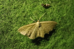Scopula virgulata