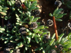 Lampranthus debilis
