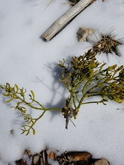 Phoradendron pauciflorum