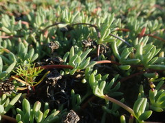 Lampranthus debilis