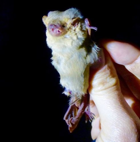 Lasiurus xanthinus