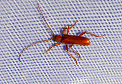 Axinopalpis gracilis