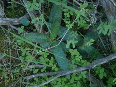 Ledebouria ovalifolia