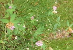 Trifolium pratense