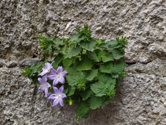 Campanula isophylla