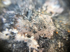 Hymenelia heteromorpha