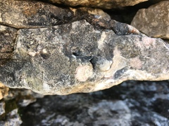 Hymenelia heteromorpha