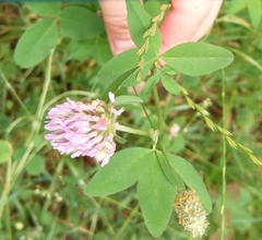Trifolium pratense