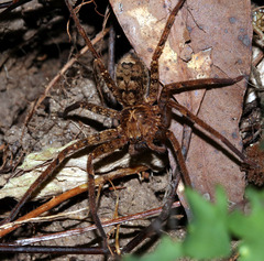 Heteropoda longipes