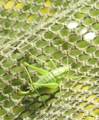 Poecilimon intermedius