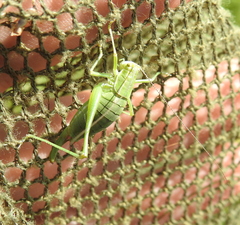 Poecilimon intermedius