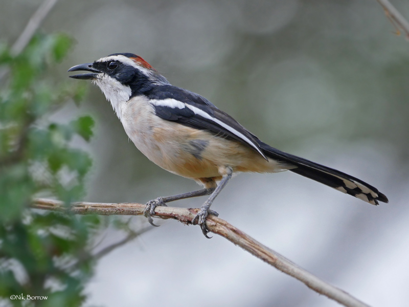 Red-Naped Bushshrike
