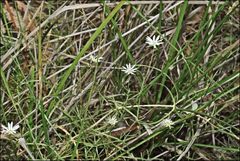 Stellaria angustifolia