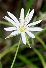 Stellaria angustifolia