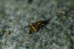 Nemophora degeerella