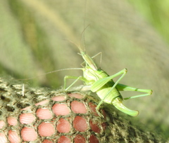 Poecilimon intermedius