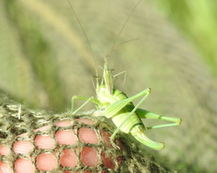 Poecilimon intermedius