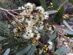 Eucalyptus diversifolia