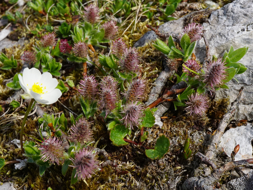 Image of Salix alpina by (c) Patrick Hacker, some rights reserved (CC BY)