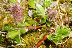 Salix alpina