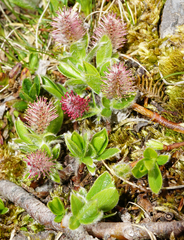 Salix alpina