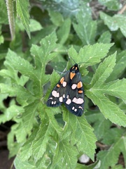 Callimorpha dominula