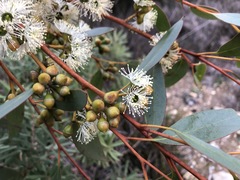 Eucalyptus diversifolia