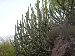 Euphorbia caducifolia