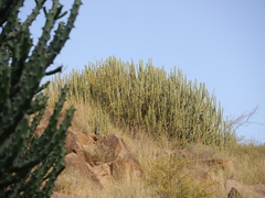 Euphorbia caducifolia