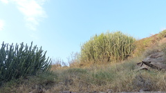 Euphorbia caducifolia