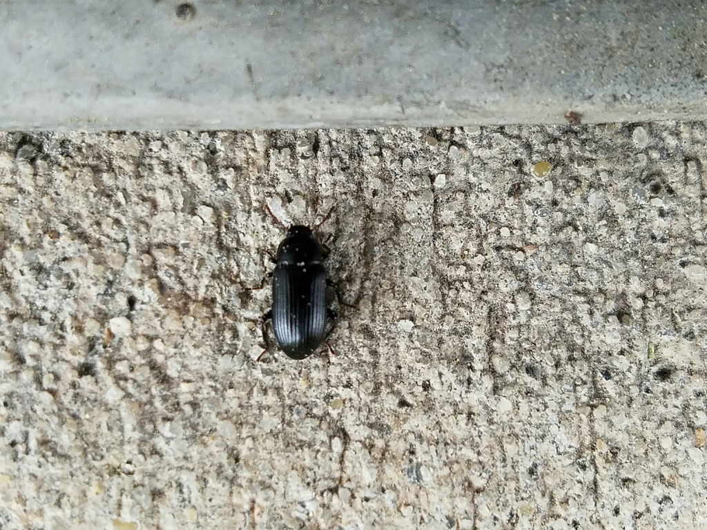 Metaclisa atra