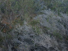 Stoebe rugulosa