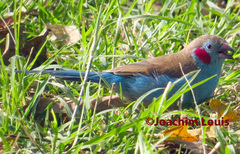 Uraeginthus bengalus