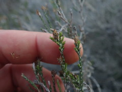 Stoebe rugulosa
