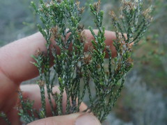 Stoebe rugulosa